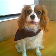 Cavalier king charles spaniel Lucy