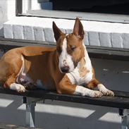 Bullterrier miniature Bruni Banani