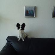 Papillon Prinsesse Isabella