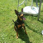 Dvaergpinscher chili