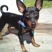 Dvaergpinscher Bevi Zakie