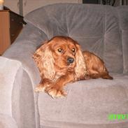 Cavalier king charles spaniel Charley