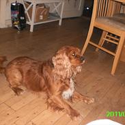 Cavalier king charles spaniel Charley
