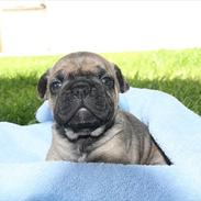 Fransk bulldog Harley