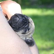 Fransk bulldog Harley