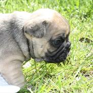 Fransk bulldog Harley