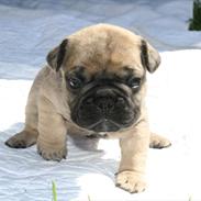 Fransk bulldog Harley