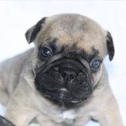 Fransk bulldog Harley