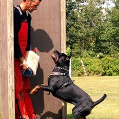 Rottweiler Herringhøjs Philippa