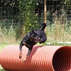 Rottweiler Herringhøjs Philippa