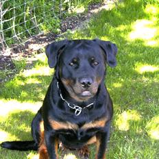 Rottweiler Herringhøjs Philippa