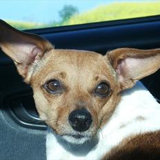 Dansk svensk gaardhund Daysi :-* ~ Delle ~ 