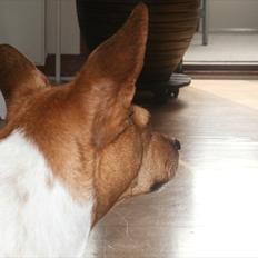 Dansk svensk gaardhund Daysi :-* ~ Delle ~ 