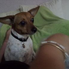 Dansk svensk gaardhund Daysi :-* ~ Delle ~ 