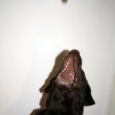 Labrador retriever Emma