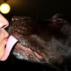 Labrador retriever Emma