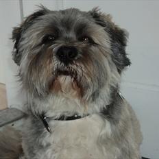 Lhasa apso Frido
