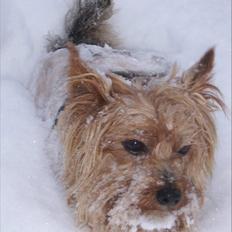 Yorkshire terrier Popay <3  