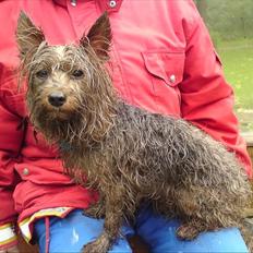 Yorkshire terrier Popay <3  