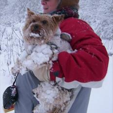 Yorkshire terrier Popay <3  