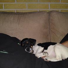 Dansk svensk gaardhund Ceres