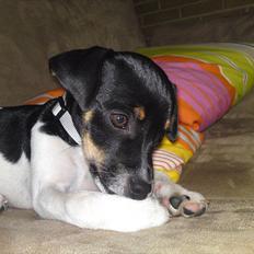 Dansk svensk gaardhund Ceres