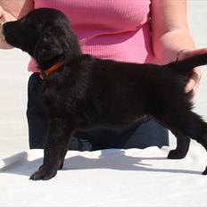 Flat coated retriever Zoey