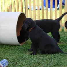 Flat coated retriever Zoey