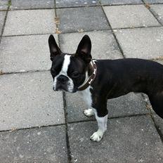 Boston terrier EQ High Voltage / Teddi