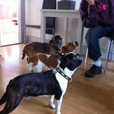 Boston terrier EQ High Voltage / Teddi