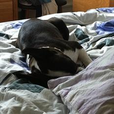 Boston terrier EQ High Voltage / Teddi