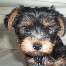 Yorkshire terrier Idefix.