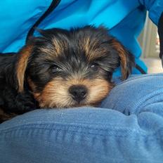 Yorkshire terrier Idefix.