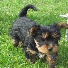 Yorkshire terrier Idefix.