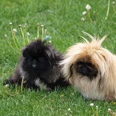 Pekingeser Chui Aka Pigehunden<3 hvil i fred <3