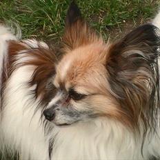Papillon shaggi