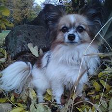 Papillon shaggi