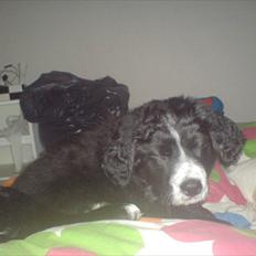 Blanding af racer Troja ( Trutte )