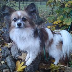 Papillon shaggi