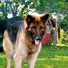 Schæferhund Freja 