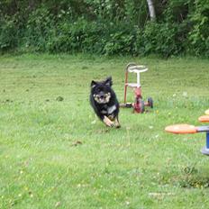 Finsk lapphund Sigurd - avlshan 