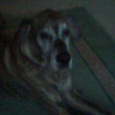 Grand danois Kia<3:-* †.R.I.P. 05/10-11†