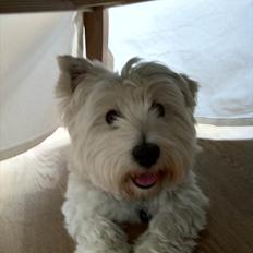 West highland white terrier Wilma