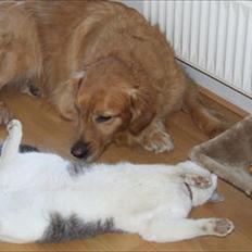 Blanding af racer Bajley