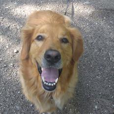 Blanding af racer Bajley