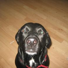 Labrador retriever Tessa *rip*