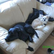 Labrador retriever Tessa *rip*