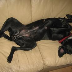 Labrador retriever Tessa *rip*