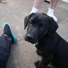 Blanding af racer Joey