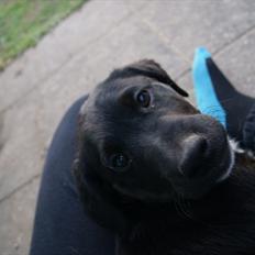 Blanding af racer Joey